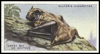 10 Greater Noctule Bat